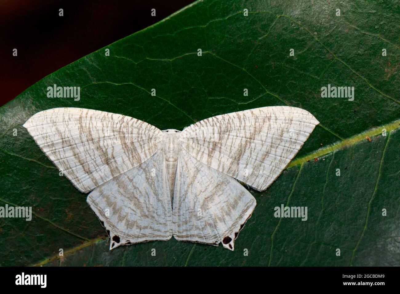 Image of Pointed Flatwing Butterfly(Micronia aculeata) on green leaves. Insect. Animal Stock Photo