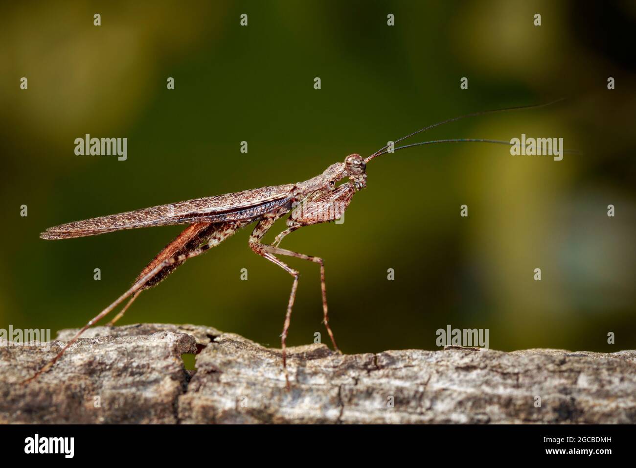 Image of Camouflaged bark mantis (Liturgusa sp.) on tree. Insect. Animal Stock Photo