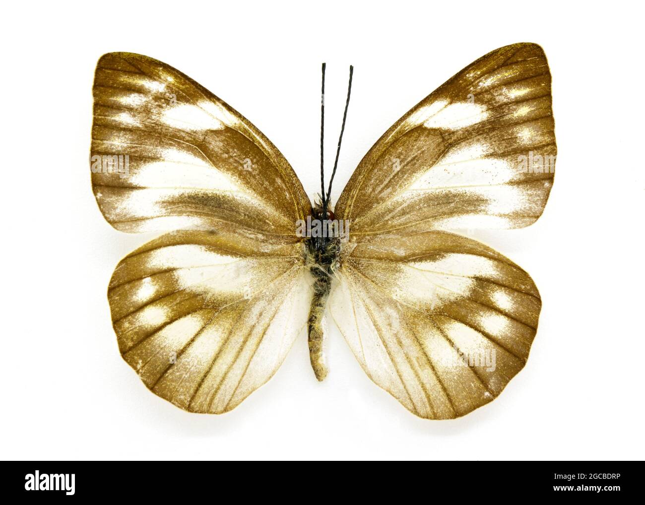 Image of Appias libythea olferna Butterfly (Striped Albatross) (female) on white background. Insect. Animal Stock Photo