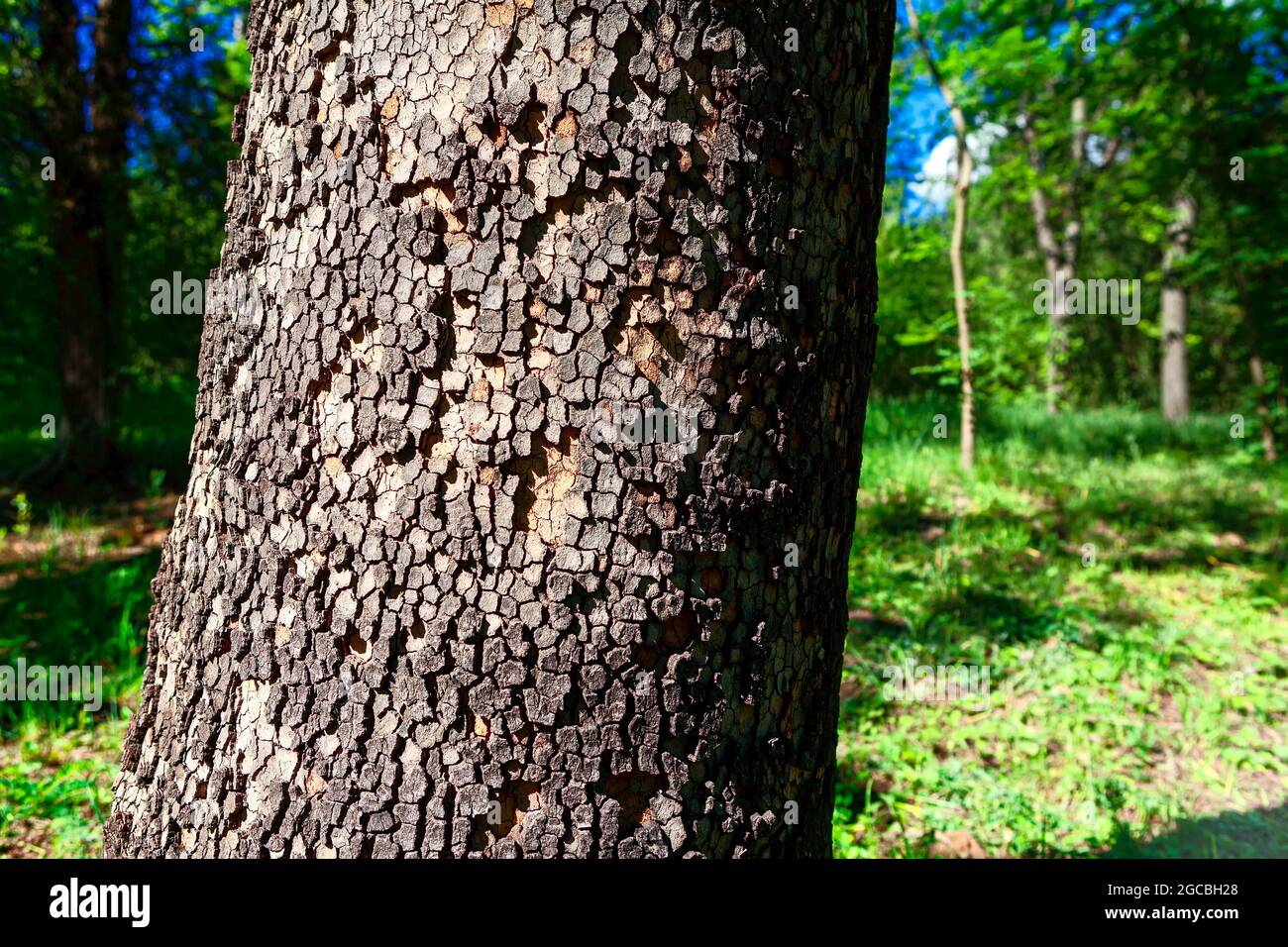 Coniferous tree trunk with rough bark . Cracked wooden surface Stock ...