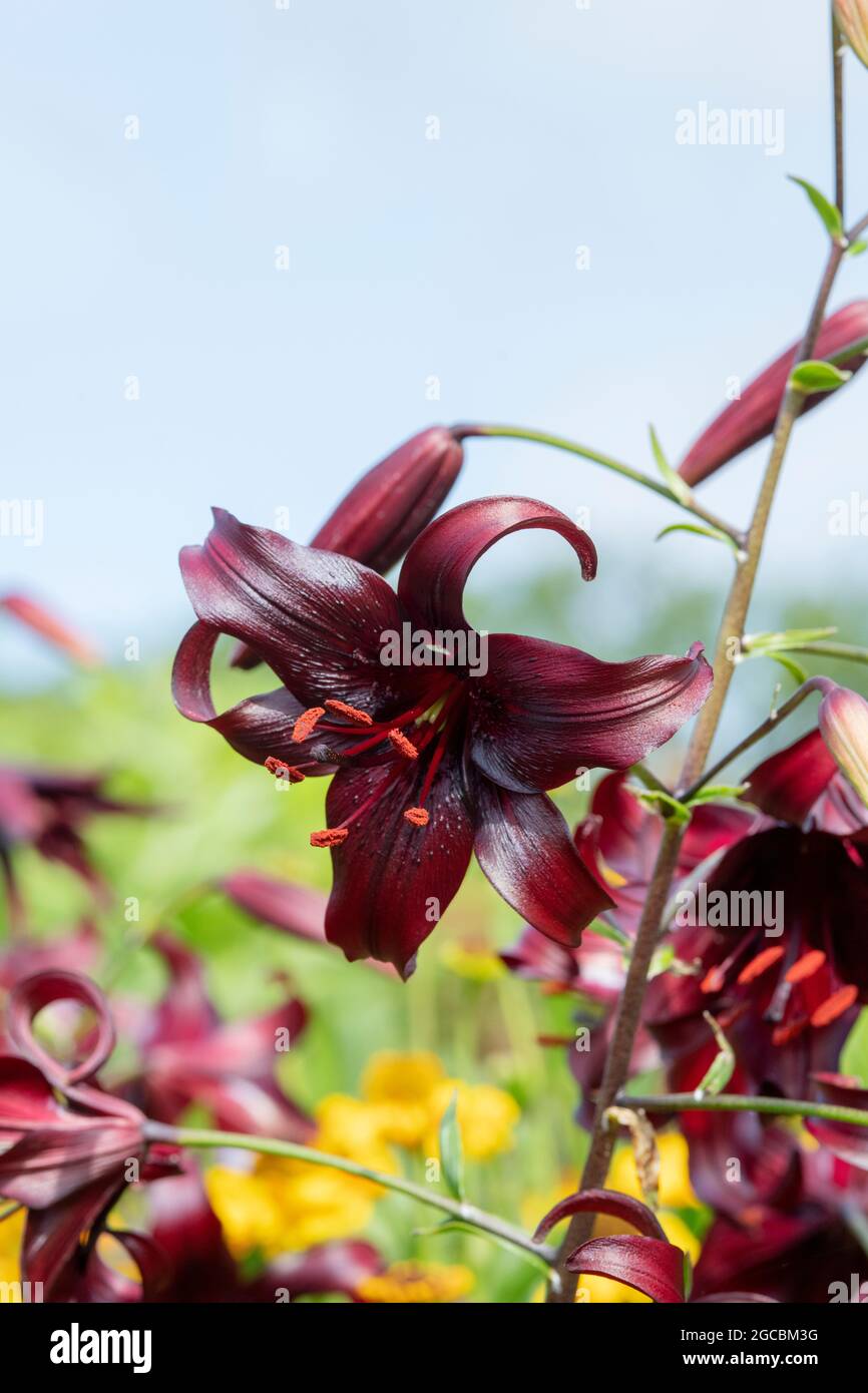 Lilium 'Night Flyer'. Tiger Lily Stock Photo