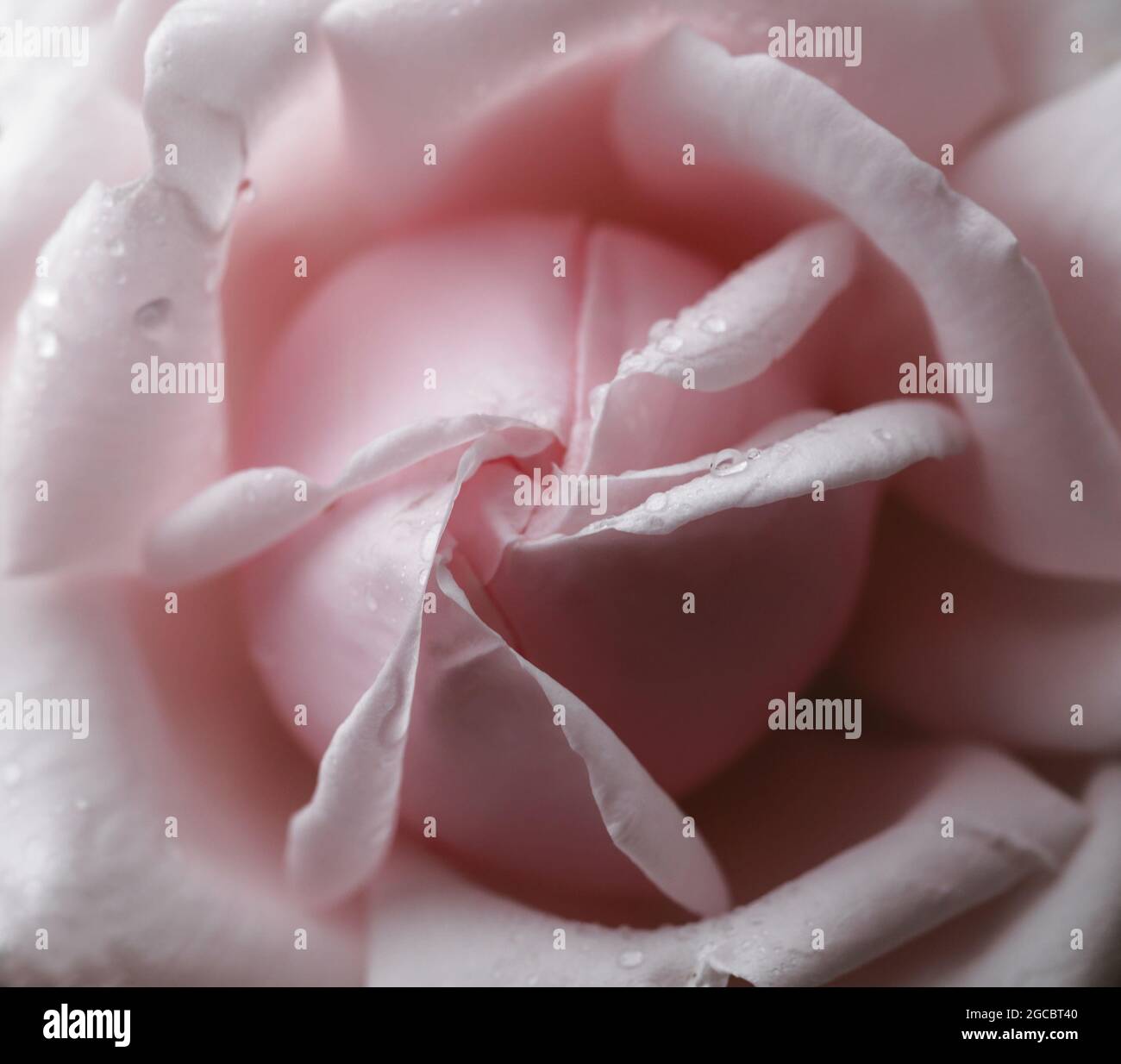 Beautiful rose flower hi-res stock photography and images - Alamy