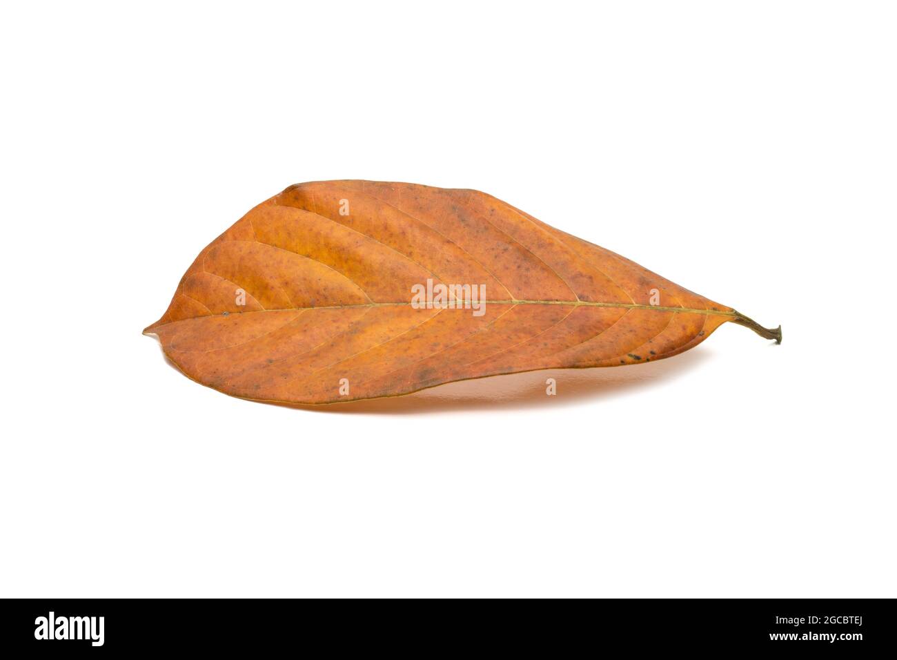 Fallen yellow jackfruit leaf with texture on isolated white background Stock Photo