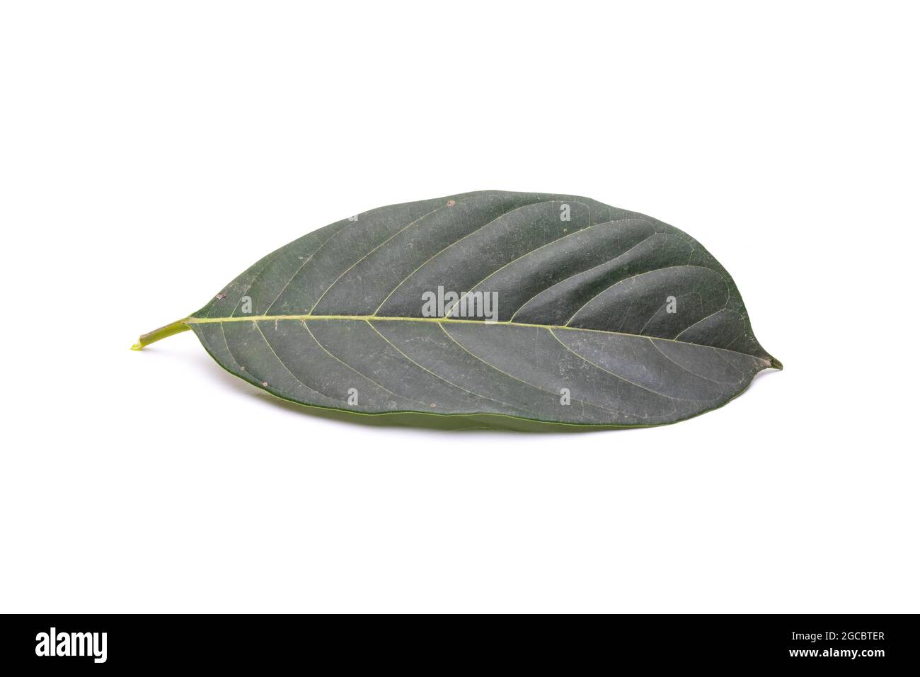 Green dusty jackfruit leaf close view on isolated white background Stock Photo