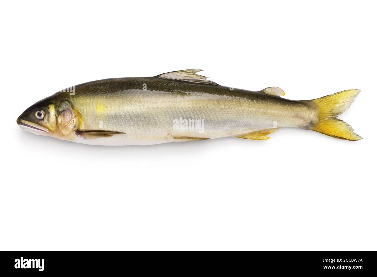 ayu, japanese river fish isolated on white background Stock Photo - Alamy