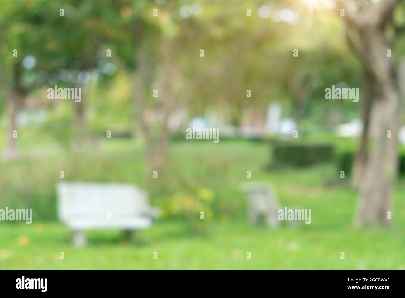 Blur nature bokeh green park by beach and tropical coconut trees in ...