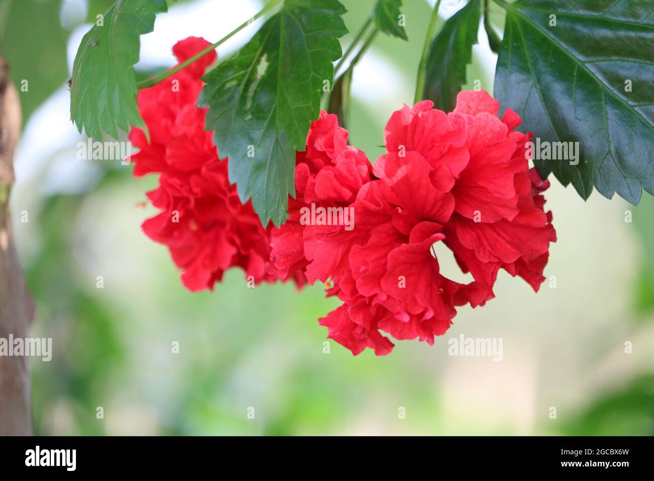 Most beautiful Flower china rose in bangladesh Stock Photo