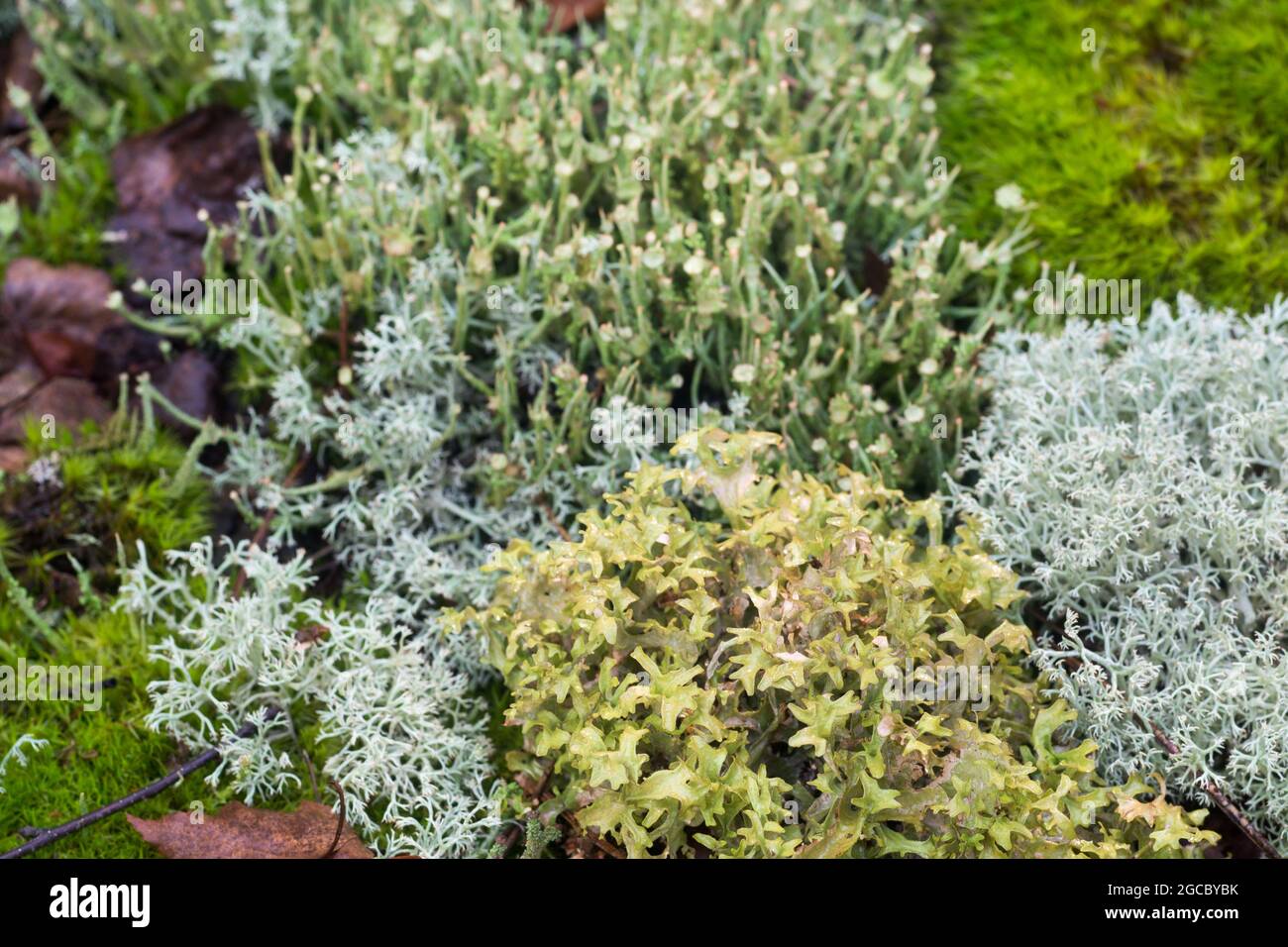cladonia arbuscula shrubby cup lichen , Cetraria islandica, true Iceland lichen and moss closeup Stock Photo