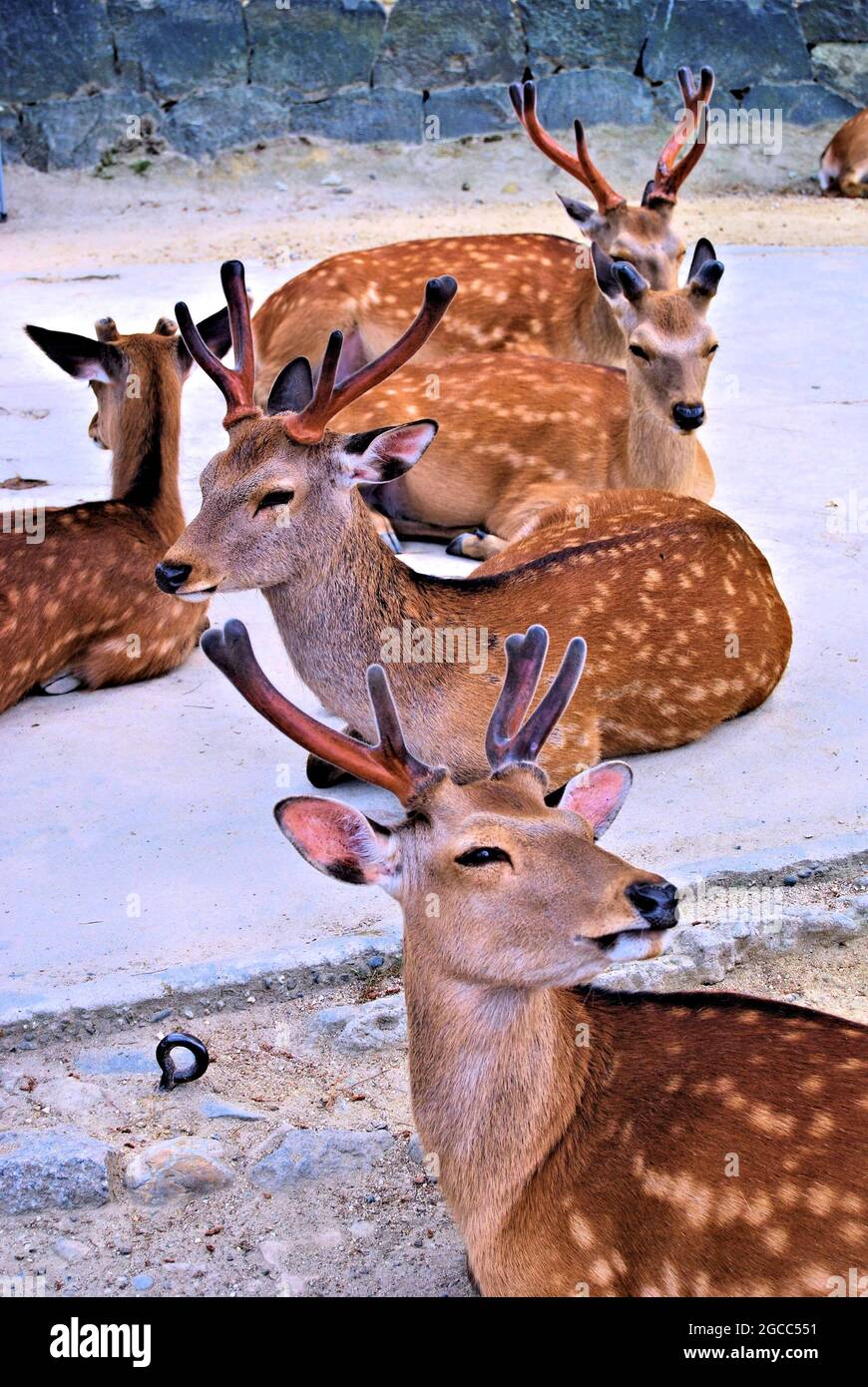 Deer resting, Nara, Kansai, Japan Stock Photo
