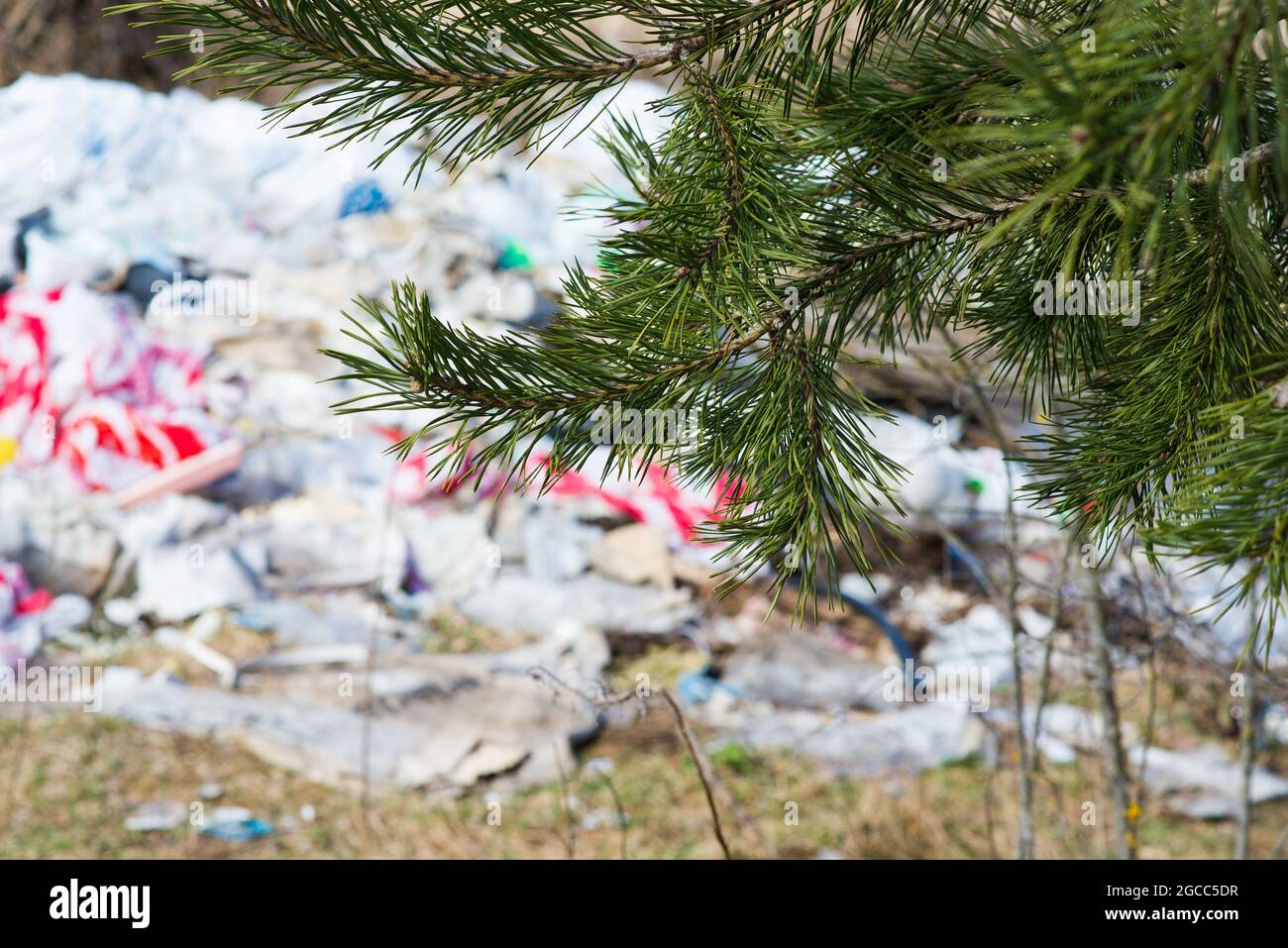 Garbage dump in a woods, forest. Ecological problems Stock Photo - Alamy