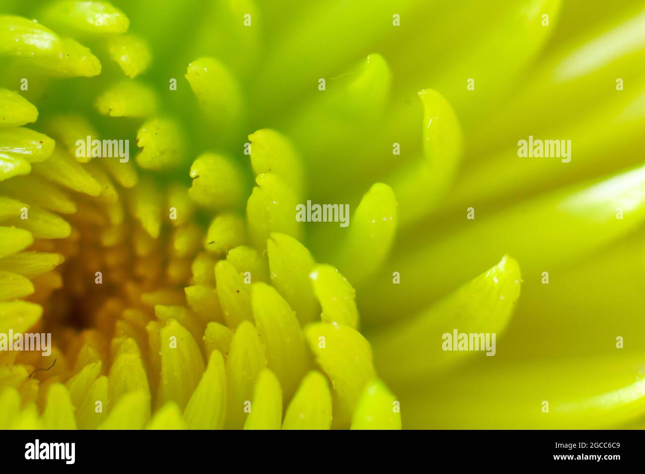 Inside a yellow flower texture - macro flower photography - flower texture from the inside Stock Photo