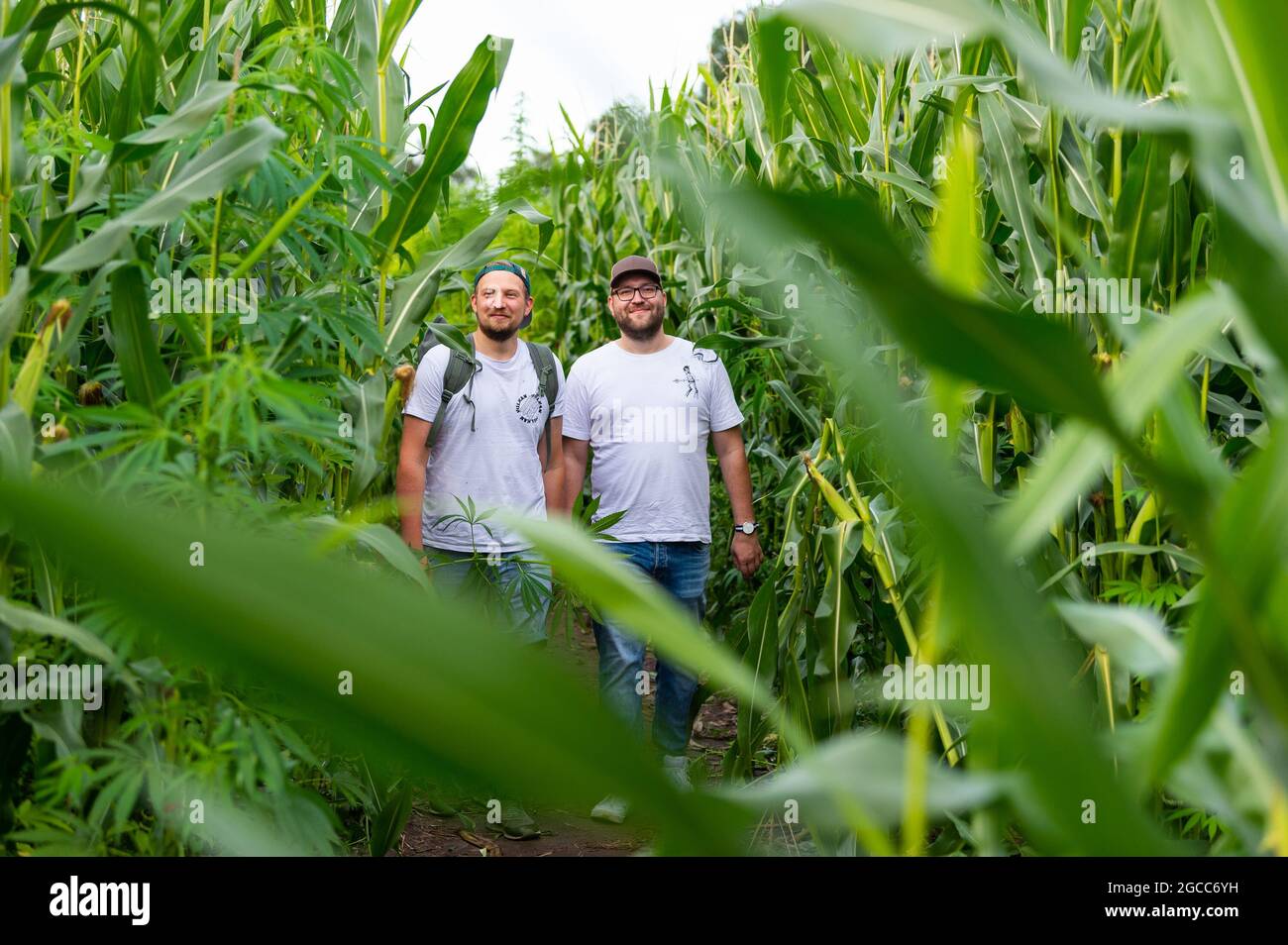 Elsdorf, Germany. 07th Aug, 2021. Christian (l) and Tom from Berlin walk through the hemp-corn maze of 'Kliemannsland'. Youtuber and do-it-yourselfer Fynn Kliemann wants to 'lead you astray' with a hemp-corn maze near his creative farm 'Kliemannsland' in Elsdorf (Rotenburg/Wümme district). Credit: Philipp Schulze/dpa/Alamy Live News Stock Photo
