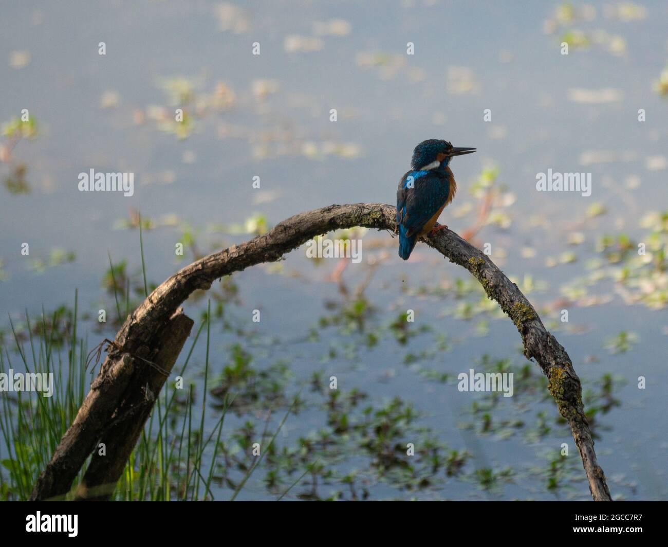 Splendid Exemplary with Beautiful Colors of Common Kingfisher, Alcedo atthis, on a Thin Branch. Stock Photo