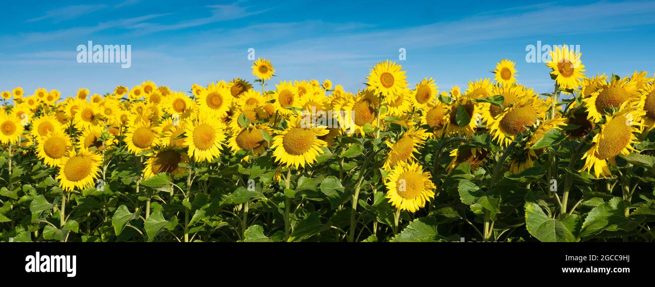 yellow sunflowers bloom in french field under blue sky Stock Photo - Alamy