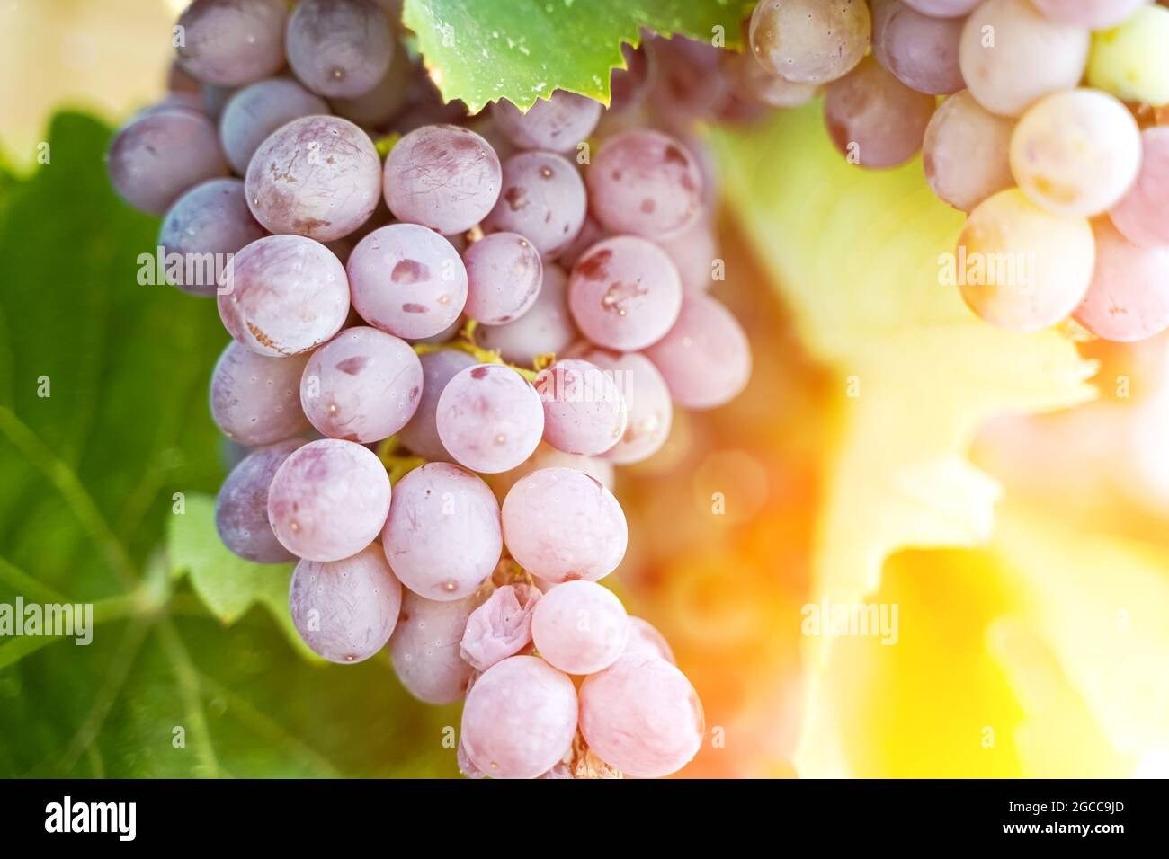 A bunch of grapes for wine growing on a grape farm in the summer under the sunshine. Agriculture and winemaking concept. High quality photo Stock Photo