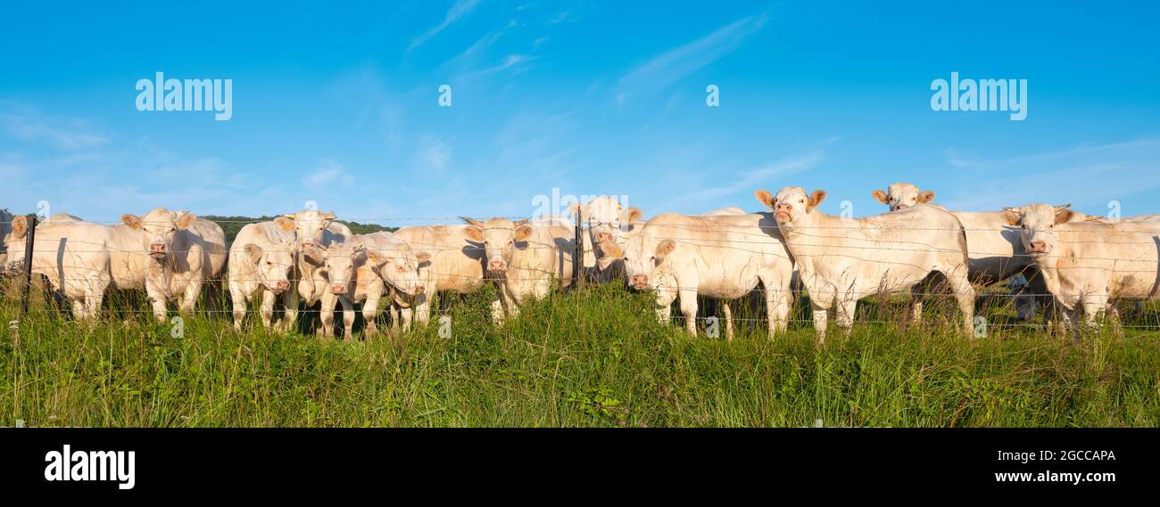 white cows under blue sky in green grassy meadow Stock Photo - Alamy
