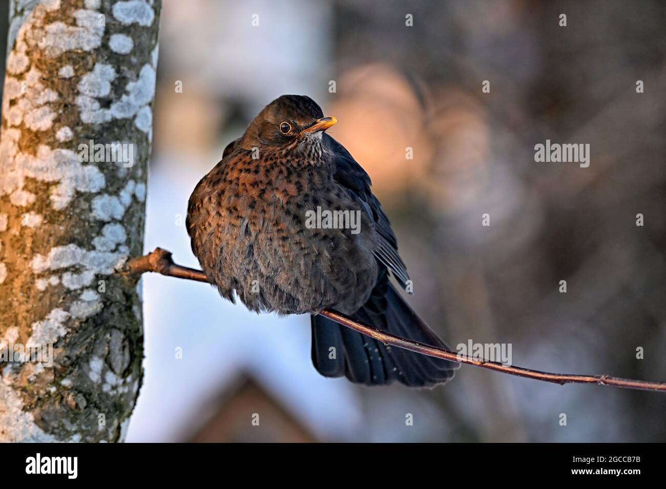 Blackbird is freezing in cold winter weather Stock Photo