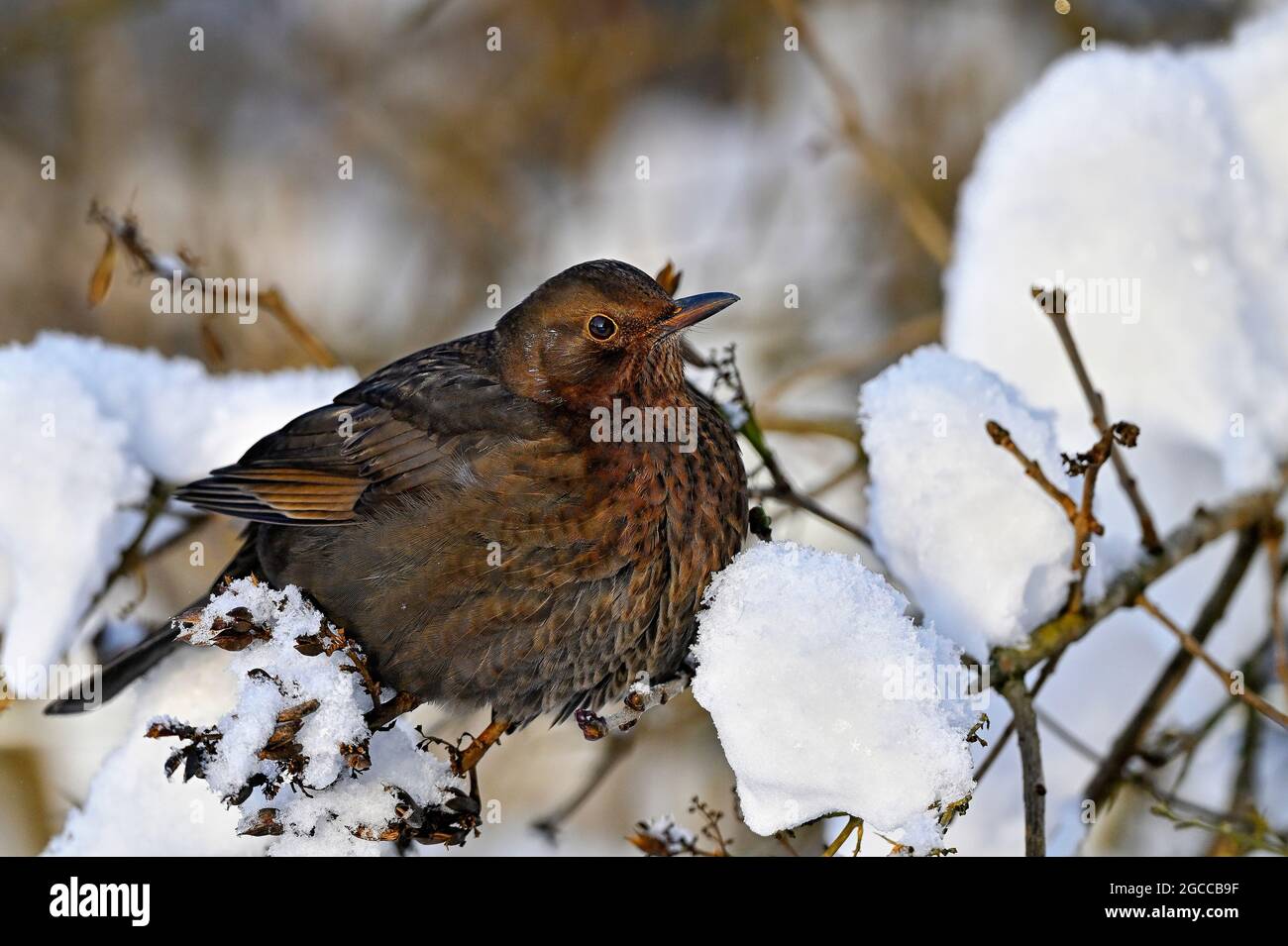 Blackbird is freezing in snow covered bush Stock Photo