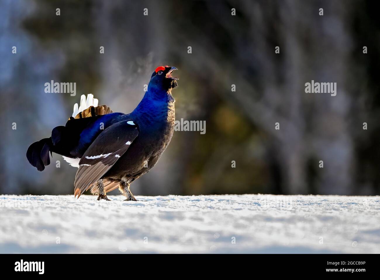 Black grouse is calling competitors to jousting.. Stock Photo