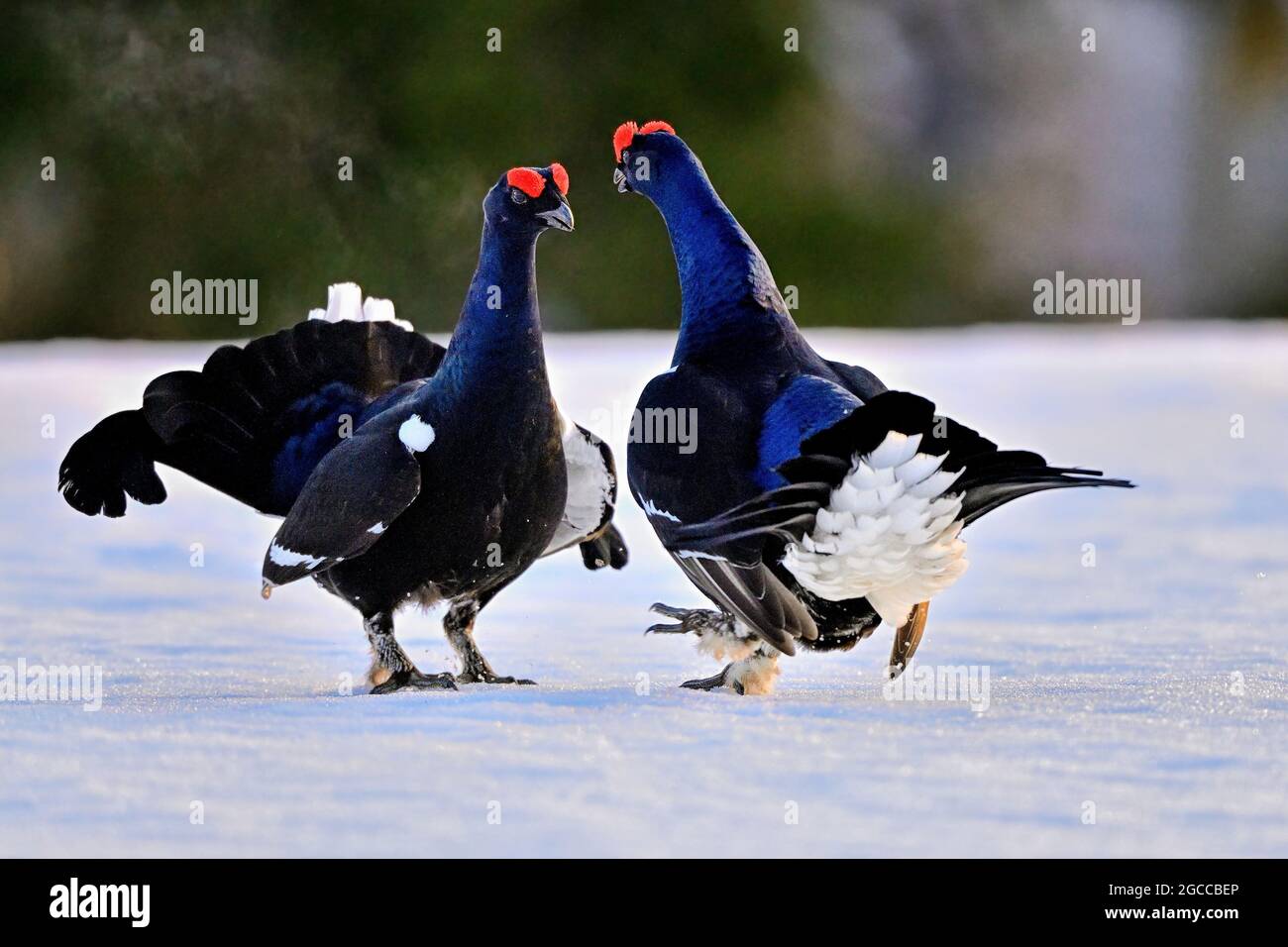 Black grouse. Once the jousting pairs are set, it's time to evaluate the opponent. Stock Photo