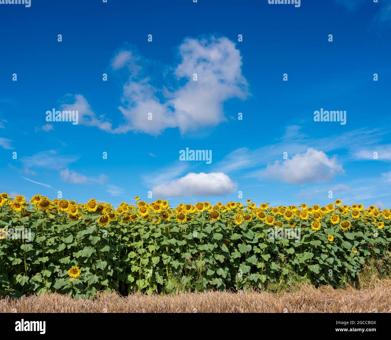 yellow sunflowers bloom in french field under blue sky Stock Photo - Alamy