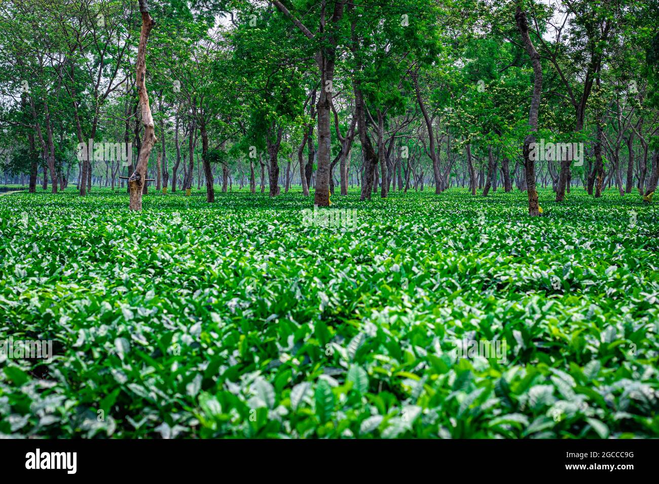 tea garden landscape with many trees at day from flat angle Stock Photo