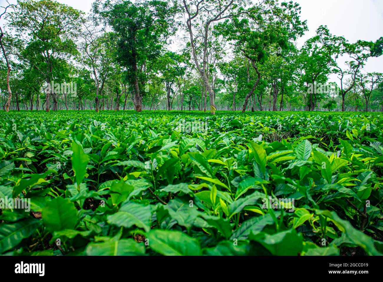 tea plants with its newly grown green leafs at tea garden at day from