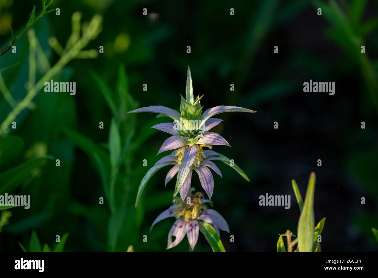 The common name spotted beebalm and horsemint (Monarda punctata ). Native Americas flower. Stock Photo