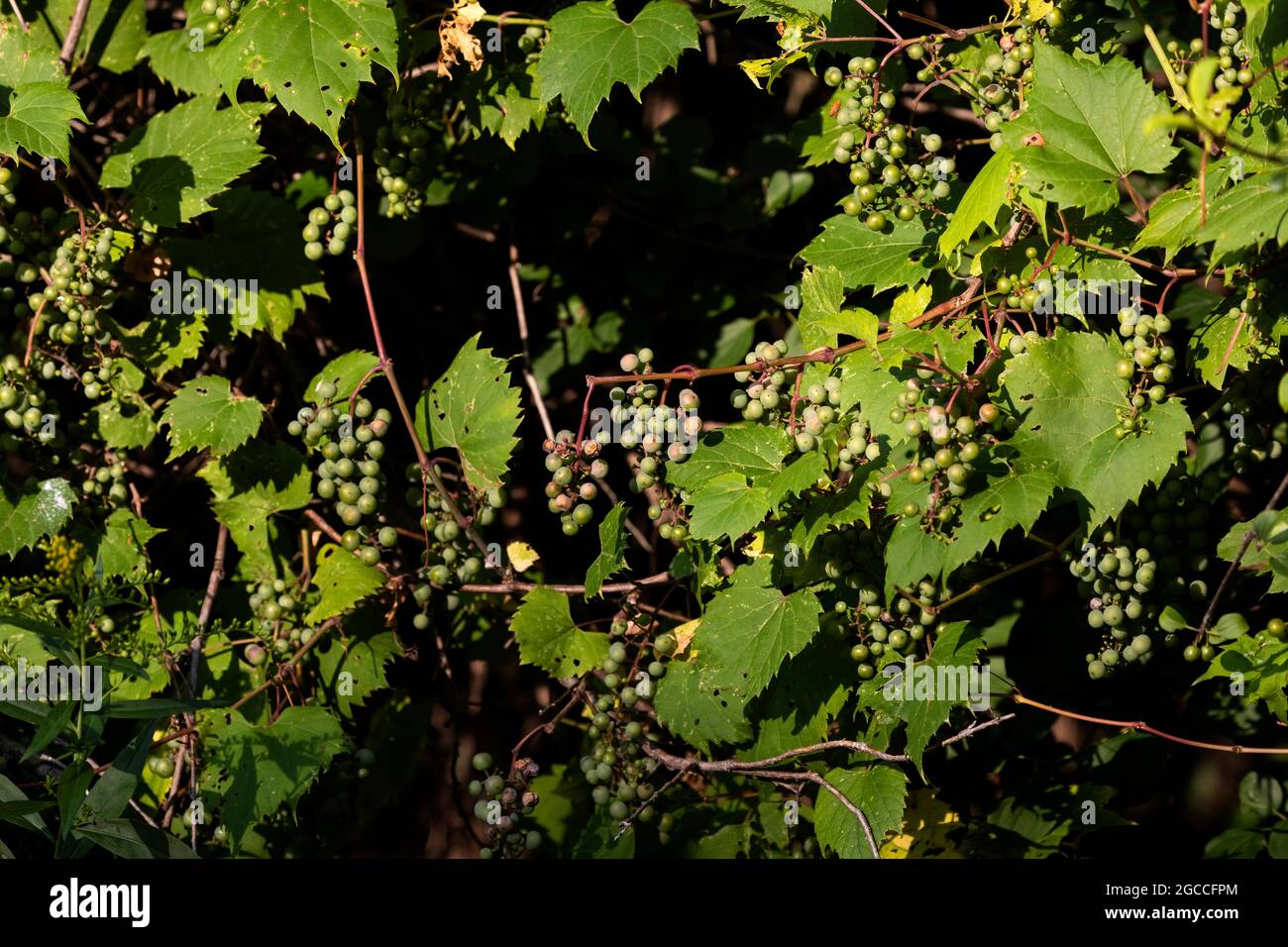 The  riverbank grape or frost grape (Vitis riparia) is a vine indigenous to North America Stock Photo
