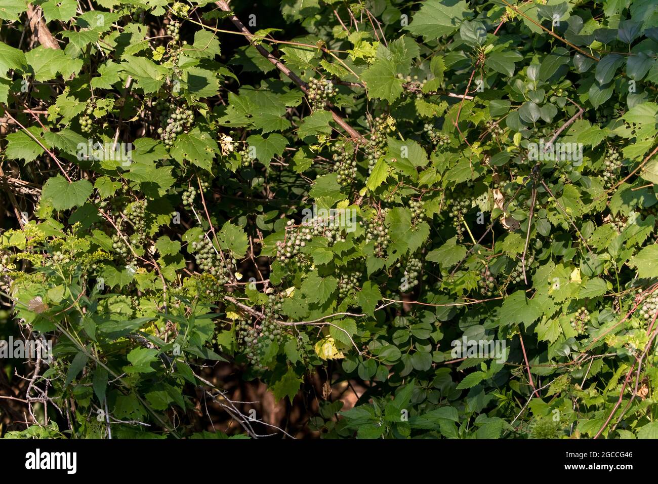 The  riverbank grape or frost grape (Vitis riparia) is a vine indigenous to North America Stock Photo