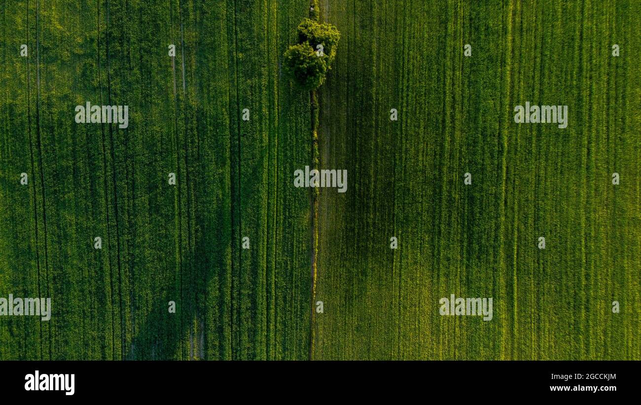 Aerial view of lone tree on green field Stock Photo - Alamy