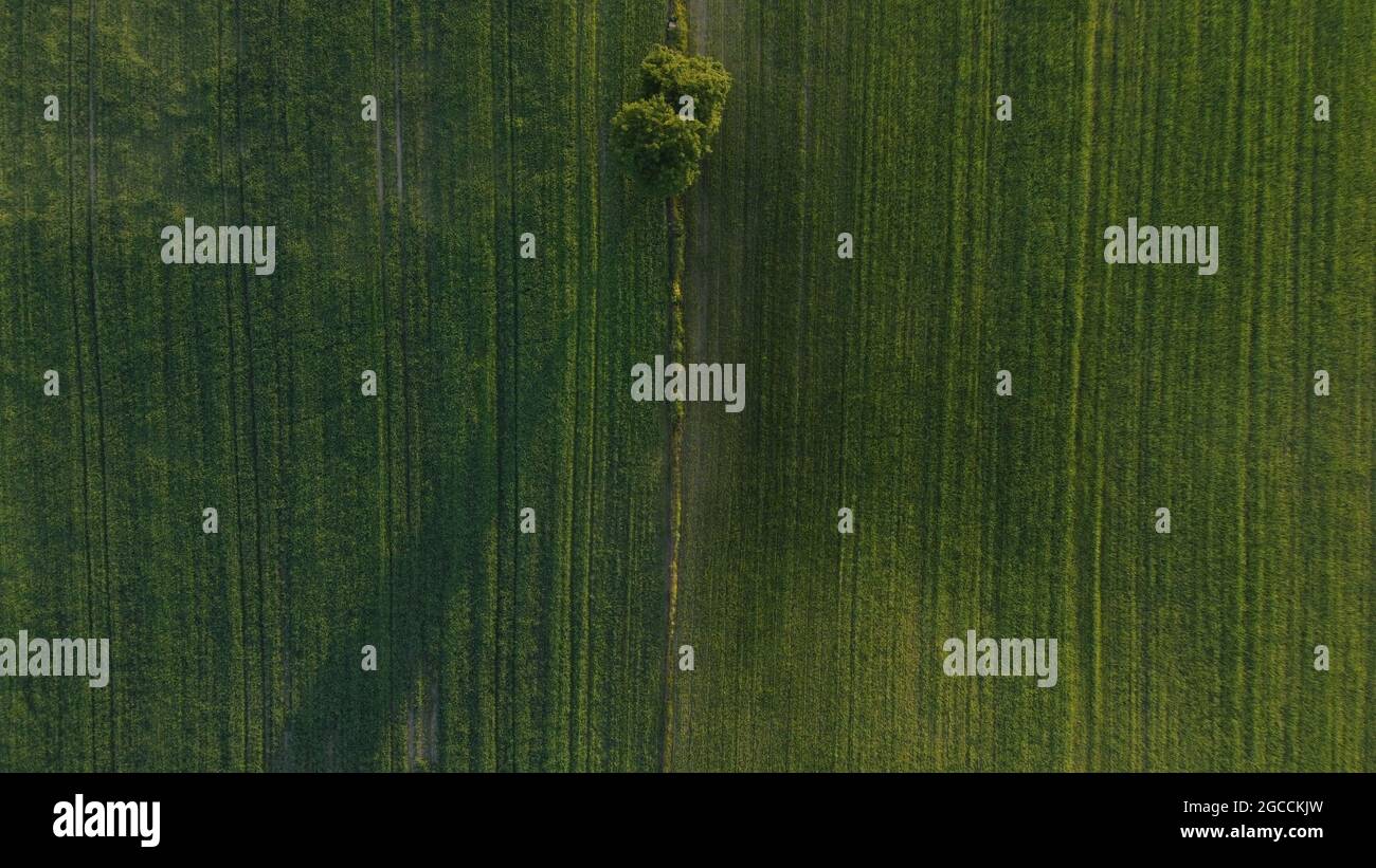 Aerial view of lone tree on green field Stock Photo - Alamy