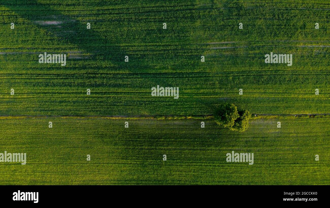 Aerial view of lone tree on green field Stock Photo - Alamy