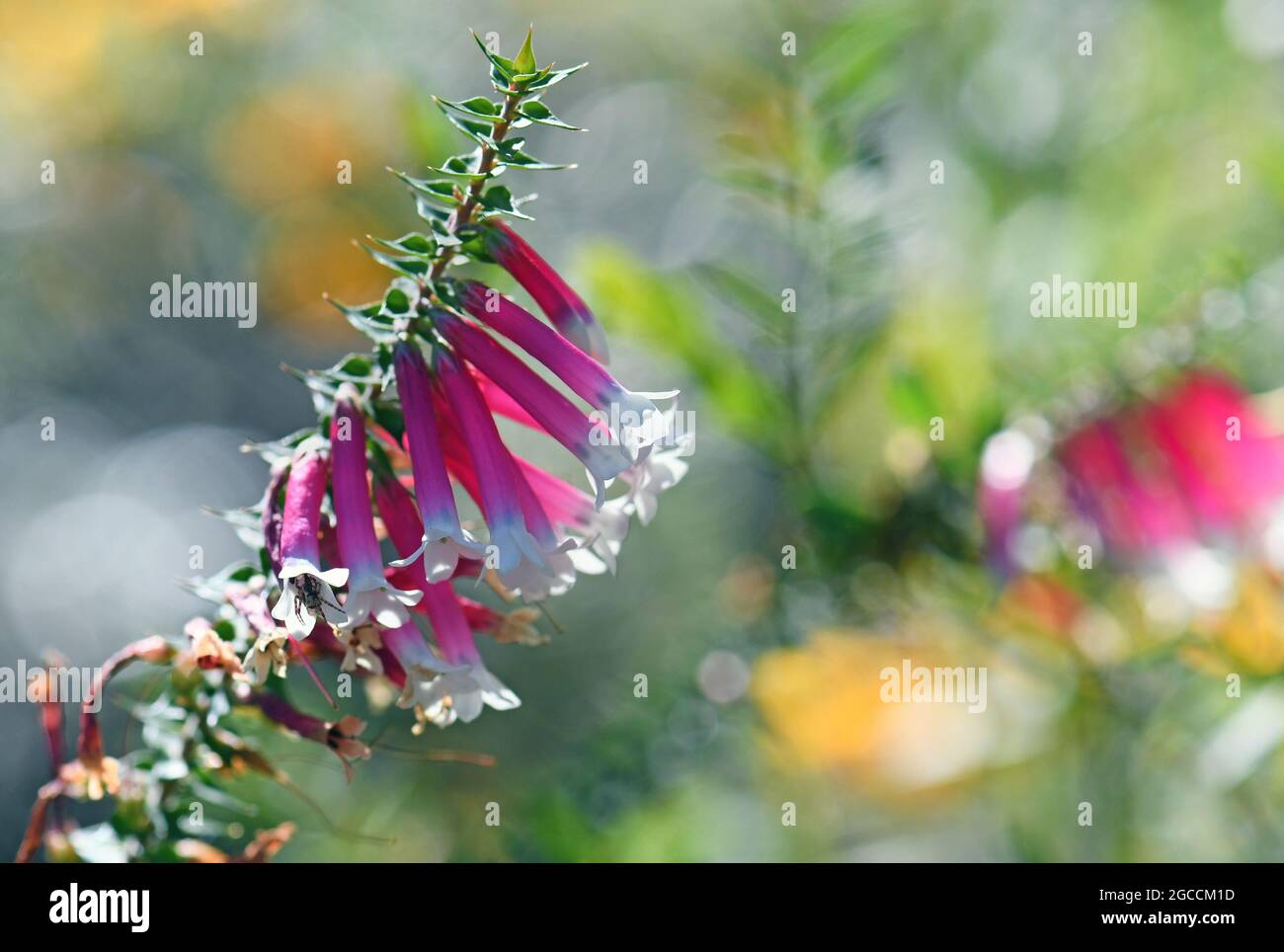 Wildflower background of back lit pink, red and white bell-shaped flowers of the Australian Fuchsia Heath, Epacris longiflora, family Ericaceae Stock Photo