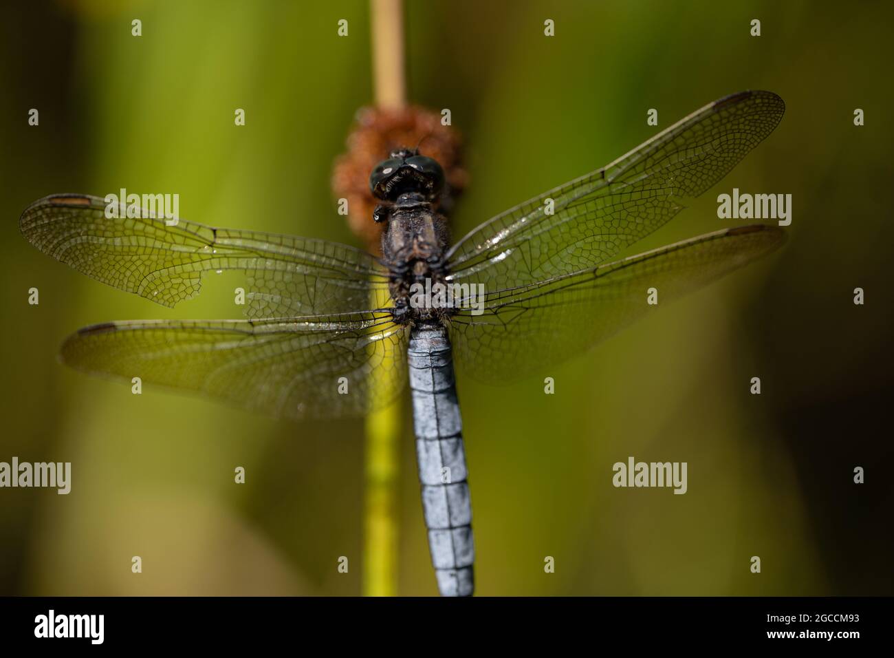 Blue Chaser or Scarce Chaser dragonfly (Libellula fulva), UK Stock Photo