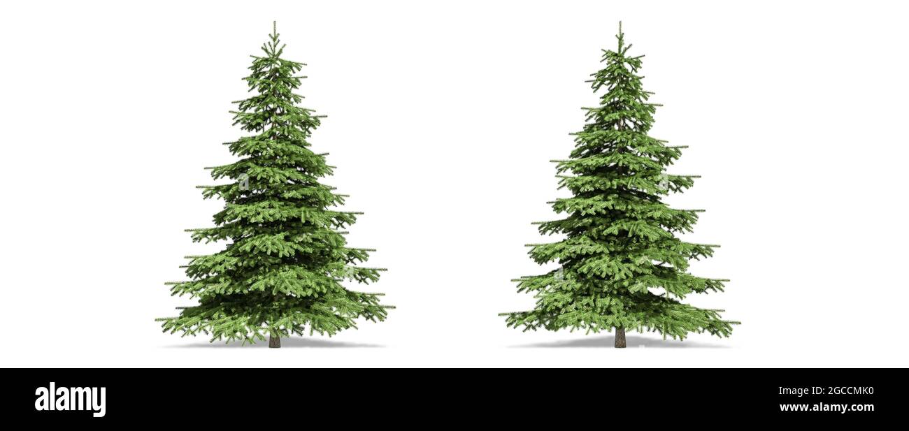 Beautiful Picea tree isolated and cutting on a white background with clipping path. Stock Photo