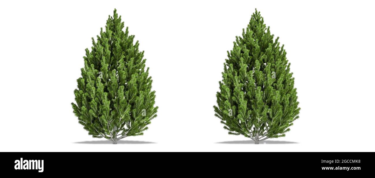 Beautiful Pinus leucodermis tree isolated and cutting on a white background with clipping path. Stock Photo