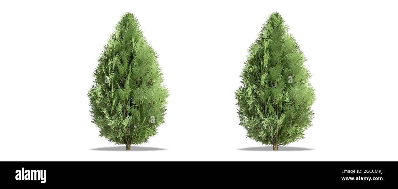 Beautiful Chamaecyparis lawsoniana tree isolated and cutting on a white background with clipping path. Stock Photo