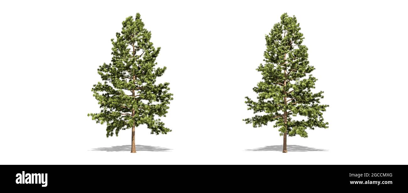 Beautiful Pinus strobus tree isolated and cutting on a white background with clipping path. Stock Photo