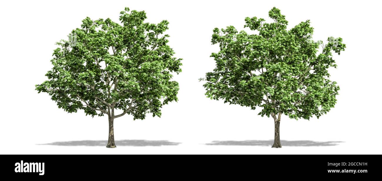 Beautiful Acer platanoides tree isolated and cutting on a white background with clipping path. Stock Photo