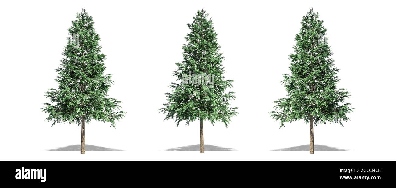 Beautiful Picea abies tree isolated and cutting on a white background with clipping path. Stock Photo