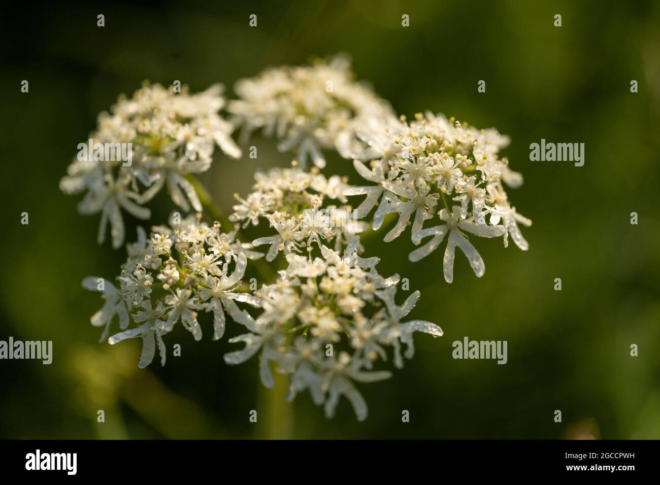 Delicate white wildflower umbel in soft focus macro photography Stock Photo