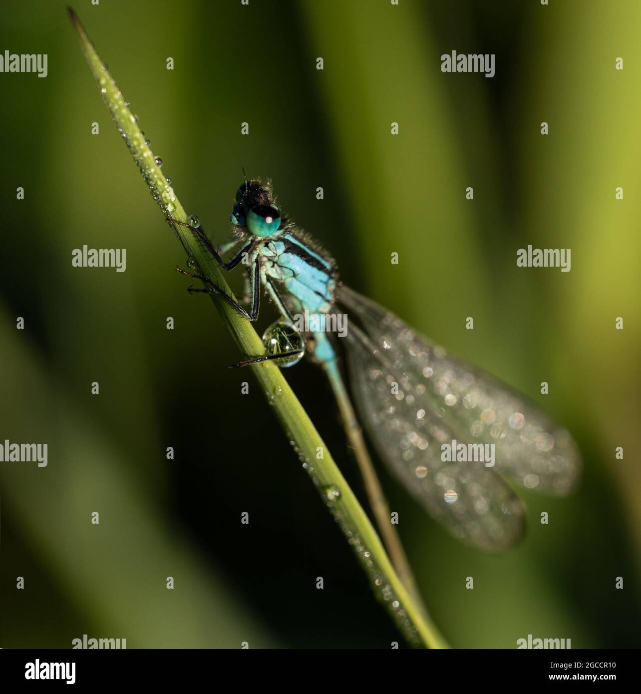 Common Blue Damselfly (Enallagma cyathigerum) at dawn covered in dew, UK Stock Photo