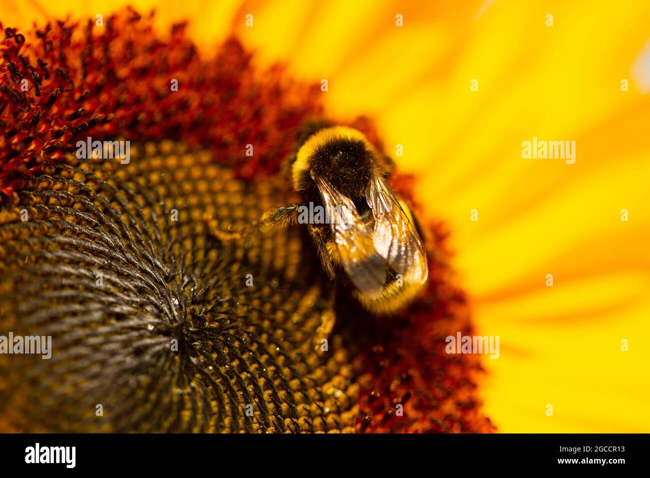 Bee on sunflower, pollen count, pollen Stock Photo Alamy