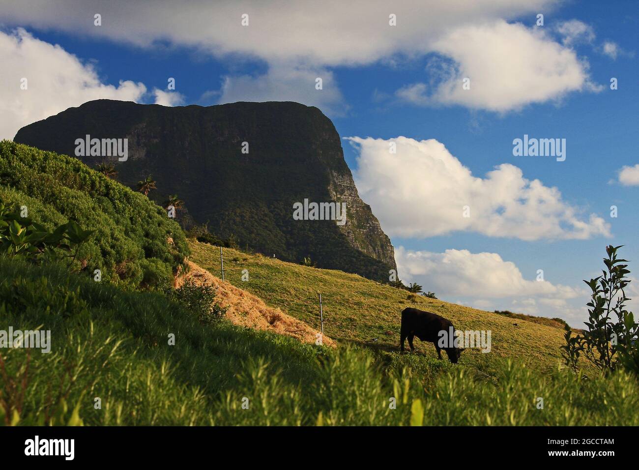 Cattle grazing in lush mountain hi-res stock photography and images - Alamy