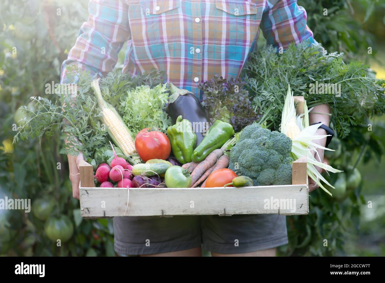 Farmer woman holding wooden box full of fresh raw vegetables. Growing ...