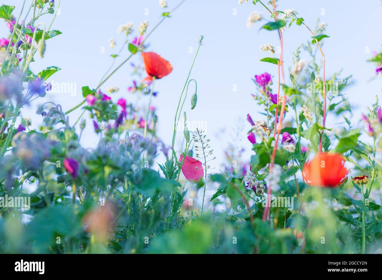 Wild Summer Flowers Stock Photo