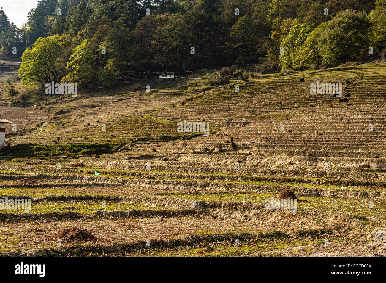 mountain step farming fields at remote village at morning from flat