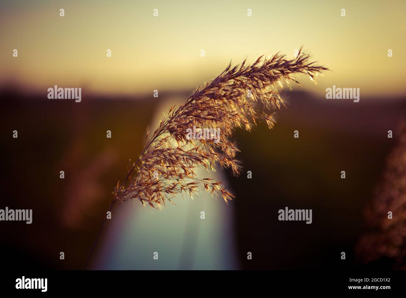 Sunset in the reeds Stock Photo