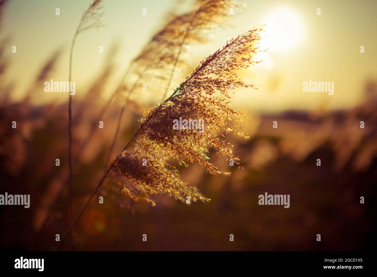Sunset in the reeds Stock Photo